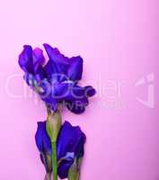 Blue blossoming iris