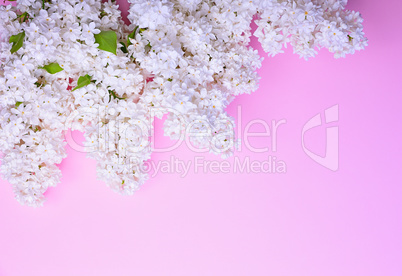 bouquet of blossoming white lilacs