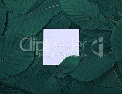 White empty leaf among green leaves of chestnut