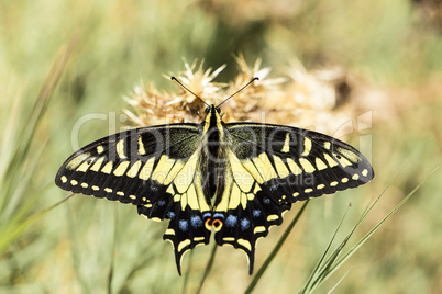 Anise Swallowtail (Papilio zelicaon) nectaring.