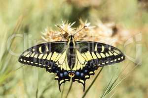 Anise Swallowtail (Papilio zelicaon) nectaring.