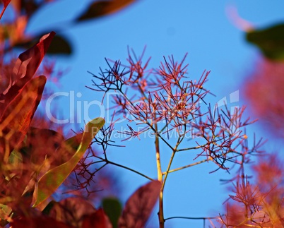 perückenstrauch vor blauem Himmel