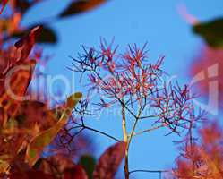 perückenstrauch vor blauem Himmel