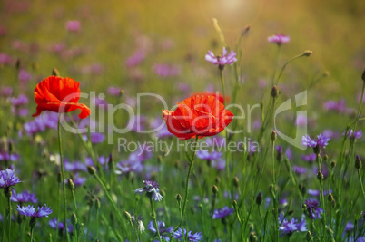 Red poppies and blue cornflowers