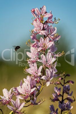 Beautiful flowers in the springtime (Dictamnus albus)