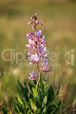 Beautiful flowers in the springtime (Dictamnus albus)