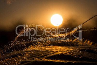 Close up of the stipa plant in the wonderful sunset light