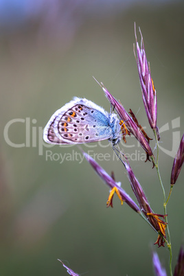 Close up of a beautiful butterfly (Common Blue,Polyommatus icaru