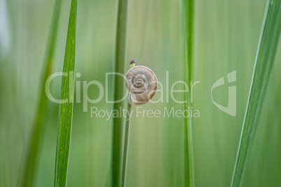 Small snail on the plant