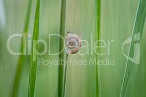 Small snail on the plant