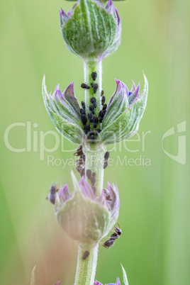 Aphid Infestation