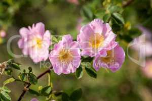 Beautiful blooming wild rose bush (dog rose, Rosa canina)