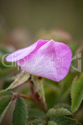 Wild rose flower