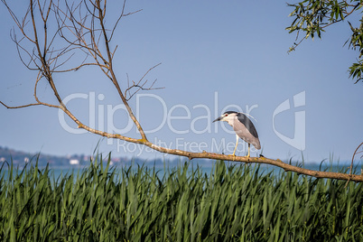 Black-crowned night heron (Nycticorax nycticorax) sitting on a t