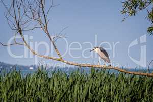 Black-crowned night heron (Nycticorax nycticorax) sitting on a t