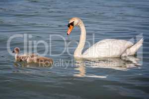 Close up of swan family