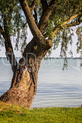Old Willow tree near the lake Balaton in Hungary