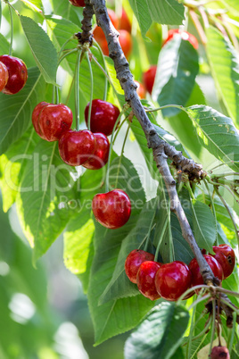 Red cherries in a tree