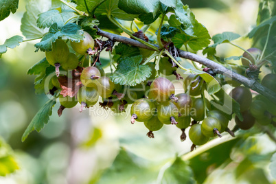 Mature gooseberry fruit on the bush