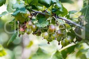 Mature gooseberry fruit on the bush