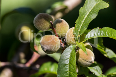 Green peach fruit on the tree