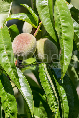 Green peach fruit on the tree