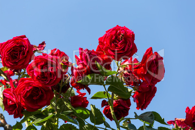 Red rosa bush