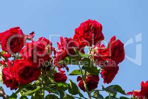 Red rosa bush
