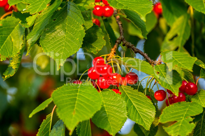 Red cherries in a tree