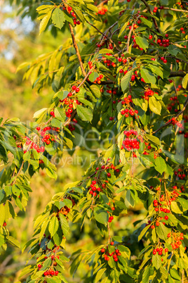 Red cherries in a tree