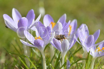 Krokus mit Biene