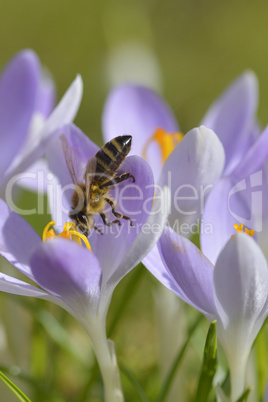 Krokus mit Biene