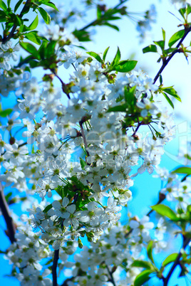 white flowers of blossoming cherry-tree