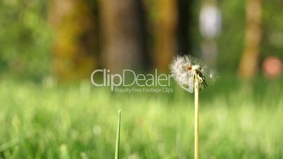 Motion of dandelion on blur green grass background