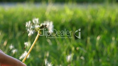 Slow motion of flying dandelion seeds on blur green grass background