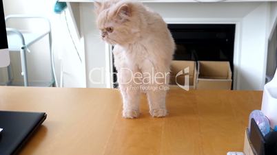 Slow motion of persian cat licking her face on table