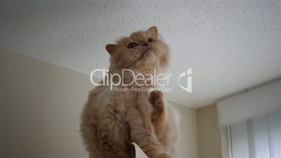 Slow motion of persian cat scratching an itchy part on box