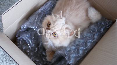 Top shot of persian cat head staring at people inside box