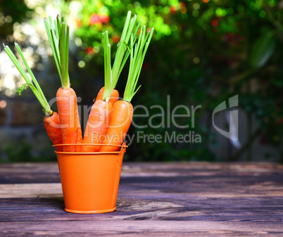 Fresh carrots in an orange iron bucket