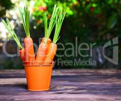 Fresh carrots in an orange iron bucket