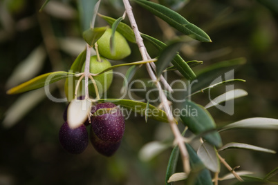 Close-up of olive on branch