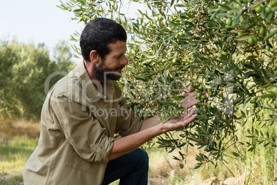 Farmer checking a tree of olive