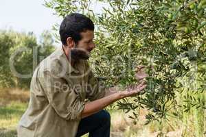 Farmer checking a tree of olive