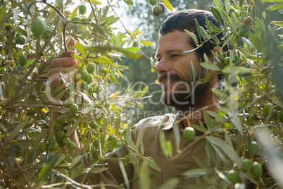 Farmer checking a tree of olive