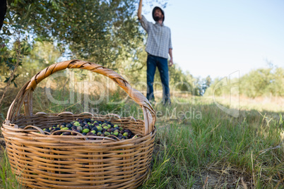 Farmer harvesting a olives from tree