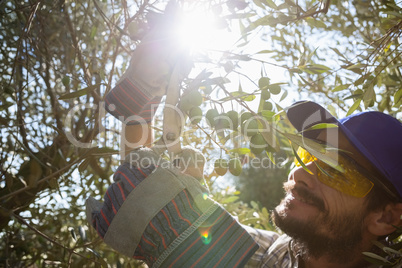 Farmer cutting a olives with scissors