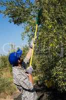 Farmer using olives picking tools while harvesting