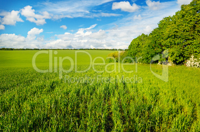 green field and blue sky