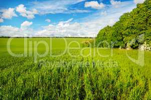 green field and blue sky