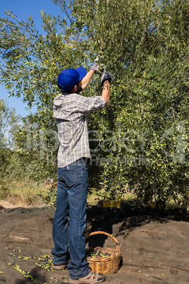 Farmer cutting a olives with scissors